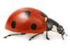 Ladybirds Species