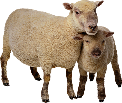 Sheep Breeds List