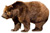  Bears Species