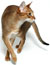 Wild Cats Species