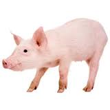 Pig Breeds