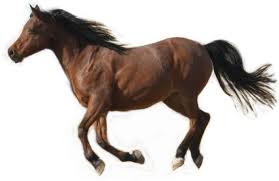Horse Breeds List