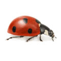 Ladybirds Species