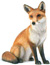  Fox Species