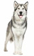 Wolves Species