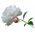 Peonies Species