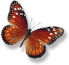butterfly species