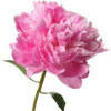  Peonies Species 