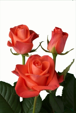 Orange Roses