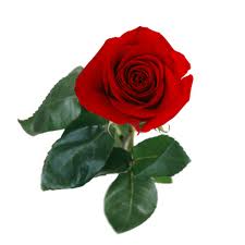 Other Roses