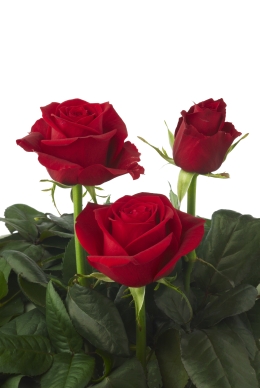 Red Roses