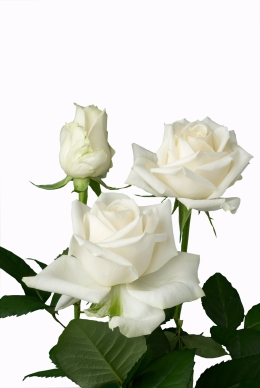 White Roses