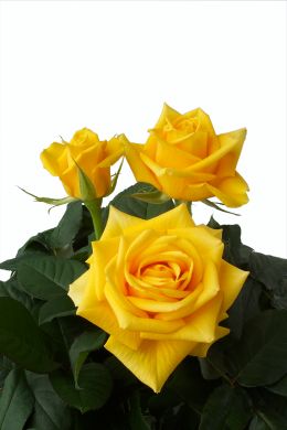Yellow Roses