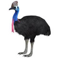  Ostriches, Emus, Rheas, Cassowaries and Kiwis 