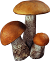 Mushroom species