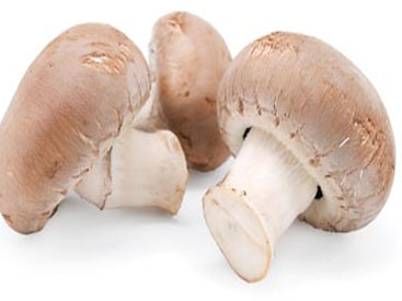 Mushroom species