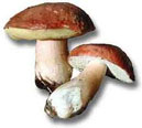 Mushroom species