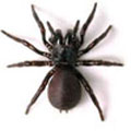 Spiders Species