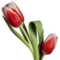 Tulip Species