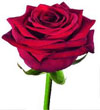Rose Species