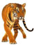 Tiger Species