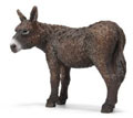 Donkeys Breeds List