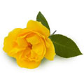 Yellow Roses