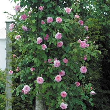 James Galway Climbing - Rose Varieties | VARDI | ვარდი                                                                                                                