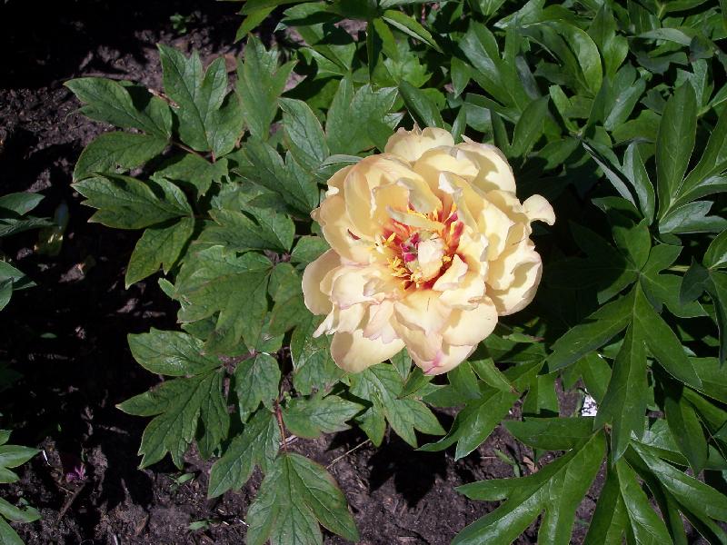 Breanna Irene -                                                                                                                 Peonies species| PIONI | პიონი