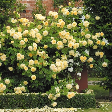 Teasing Georgia Climbing - Rose Varieties | VARDI | ვარდი                                                                                                                