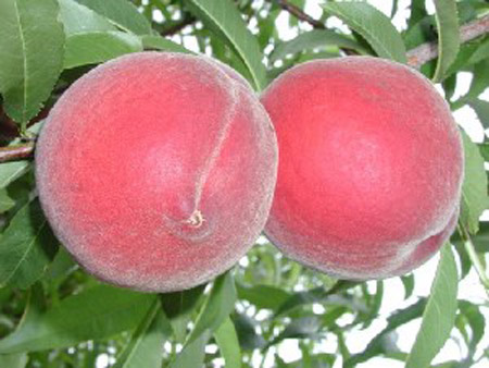 Desiree - Peach Varieties