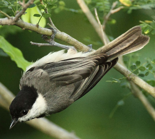Carolina Chickadee - Bird Species | Frinvelis jishebi | ფრინველის ჯიშები