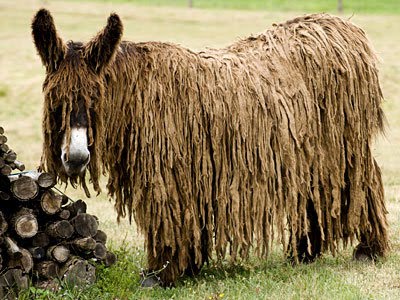 Poitou Donkey - donkeys breeds | viris jishebi | ვირის ჯიშები