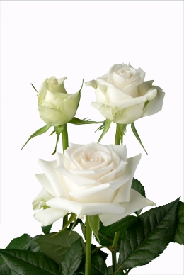 Bounty - Rose Varieties | VARDI | ვარდი                                                                                                                