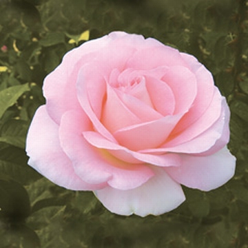 Falling in Love - Rose Varieties | VARDI | ვარდი                                                                                                                