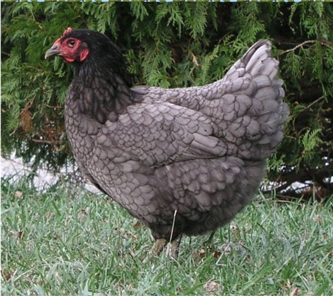 Jersey Giant 2 - chicken Breeds | ქათმის ჯიშები | qatmis jishebi