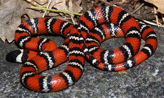 Lampropeltis zonata pulchra - San Diego Mountain Kingsnake - snake species | gveli | გველი