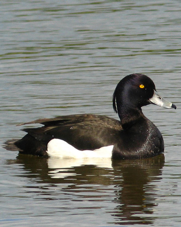 Tufted Duck - Bird Species | Frinvelis jishebi | ფრინველის ჯიშები