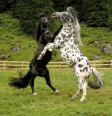 Noriker 3 - horse Breeds | ცხენის ჯიშები| cxenis jishebi