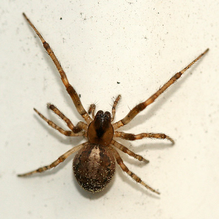 Missing Sector Spider - Spider species | OBOBAS JISHEBI | ობობას ჯიშები