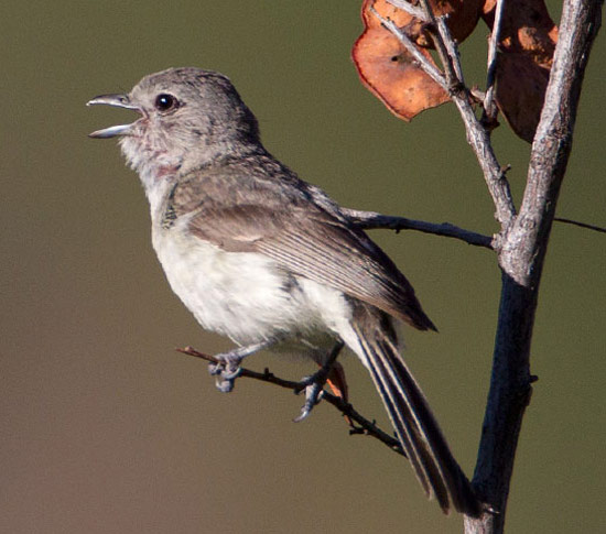 Gray Vireo - Bird Species | Frinvelis jishebi | ფრინველის ჯიშები