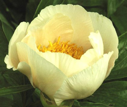 Early Glow -                                                                                                                 Peonies species| PIONI | პიონი