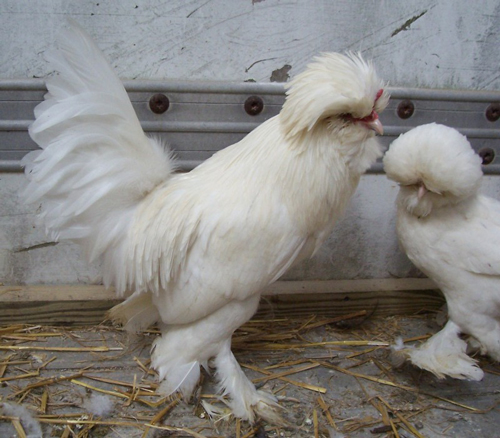Sultan 2 - chicken Breeds | ქათმის ჯიშები | qatmis jishebi