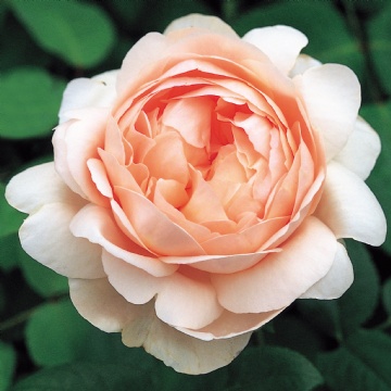 Ambridge Rose - Rose Varieties | VARDI | ვარდი                                                                                                                