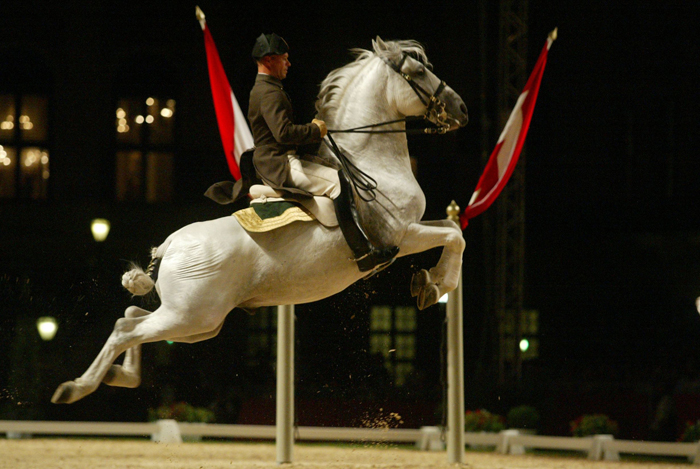 Lipizzaner 2 - horse Breeds | ცხენის ჯიშები| cxenis jishebi