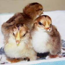 Sussex 1 - chicken Breeds | ქათმის ჯიშები | qatmis jishebi