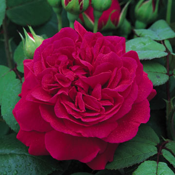 Tess Of The d'Urbervilles - Rose Varieties | VARDI | ვარდი                                                                                                                