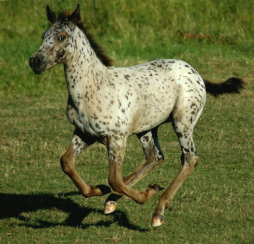 Appaloosa Sport Horse - horse Breeds | ცხენის ჯიშები| cxenis jishebi