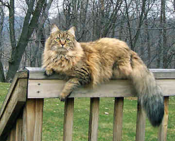 Maine Coon 2 - cat Breeds | კატის ჯიშები | katis jishebi