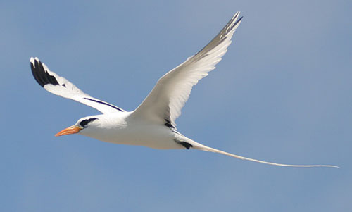 White-tailed Tropicbird - Bird Species | Frinvelis jishebi | ფრინველის ჯიშები